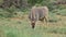 Feeding eland antelope
