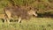 Feeding eland antelope