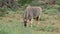 Feeding eland antelope