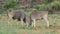 Feeding eland antelopes