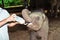 Feeding elefant baby with milk