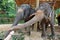 Feeding elephant