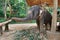 Feeding elephant