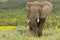 Feeding elephant