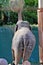 Feeding elephant in captivity