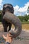 Feeding elephant on samui island