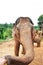 Feeding an elephant in a sanctuary