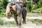 Feeding elephant tourist tour koh phangan island Thailand