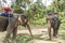 Feeding elephant tourist tour koh phangan island Thailand