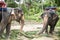 Feeding elephant tourist tour koh phangan island Thailand