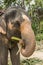 Feeding elephant tourist tour koh phangan island Thailand