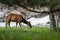 Feeding elk in yellowstone