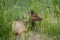 Feeding elk in yellowstone