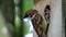 Feeding Eurasian tree sparrow, Brummen, Netherlands