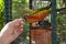 Feeding an exotic colored parrot with hands through the bird cage. Orange parrot eats sunflower seed from the hand of a man