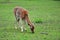 Feeding fallow deer female on the grass