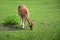 Feeding fallow deer female on the grass photography