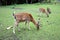 Feeding fallow deer females on the grass