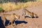 Feeding a family of cheetahs