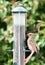 Feeding female cardinal