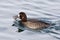 A Feeding female Greater Scaup, Aythya marila