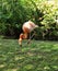 Feeding Flamingo