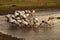 Feeding Flock of Spoonbills