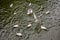 Feeding of flock of white seagull birds