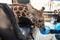 Feeding food to giraffe in bus