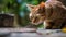 Feeding food to hungry chubby lovely cat or pet and stand up to waiting, generative ai