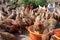 Feeding the free-roaming hens on the farm. All the hens rush towards the buckets with the food and one has managed to be the first