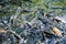 Feeding frenzy as rainbow trout eat at the D.C. Booth Historic National Fish Hatchery in Spearfish, South Dakota, USA