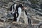 Feeding Gentoo Penguins