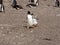 Feeding Gentoo puppies, Pygoscelis papua, Sounder Island, Falkland Islands-Malvinas