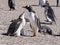 Feeding Gentoo puppies, Pygoscelis papua, Sounders Island, Falkland Islands-Malvinas