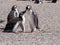 Feeding Gentoo puppies, Pygoscelis papua, Sounders Island, Falkland Islands-Malvinas