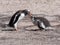 Feeding Gentoo puppies, Pygoscelis papua, Sounders Island, Falkland Islands-Malvinas