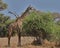Feeding giraffe (Amboseli NP, Kenya)