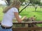 Feeding Giraffe. Close-up. Giraffeâ€™s face is peeking over a wooden barrier with Tongue Out. Africa Wildlife.Love. heart warming