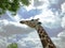 Feeding Giraffe stretching to eat