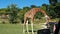 Feeding giraffe at zoo safari