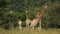 Feeding giraffes