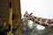 Feeding giraffes at the Guadalajara Zoo.