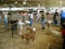 Feeding the Goats, Los Angeles County Fair, Fairplex, Pomona, California