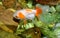 Feeding gold fish in clear water pond