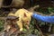 Feeding golden brushtail possum