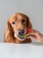 Feeding golden retriever dog with watermelon in hand