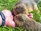 Feeding gophers by human at wild nature. Gophers is eating from human hand