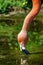 Feeding in green algae rich water rosy Chilean flamingo at sunset, closeup, details