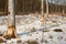 Feeding ground beavers